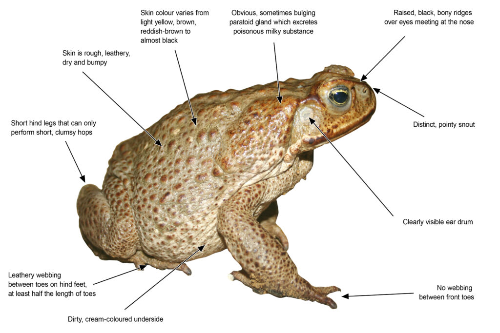 Cane toad description and image. 
Skin is rough and leathery
Short hind legs that can only perform short, clumsy jumps
Leathery Webbing on toes on hind feet, at least half the length of their toes
No webbing between front toes
Clearly visible ear drum
Distinct pointy snout
Raise, black, bony ridges over eyes, meeting at the nose
Obvious, sometimes bulging paratoid gland, which excretes poisonous milky substance
